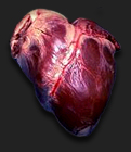 Onaga's Heart